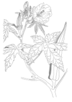 Ilustración botánica de Okra