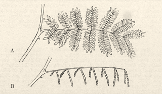 Ilustración botánica de Huizache