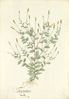 Ilustración botánica de Milenrama