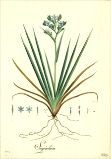 Ilustración botánica de Maguey