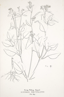 Ilustración botánica de Ageratum conyzoides