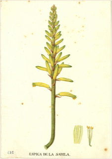 Ilustración botánica de Sábila