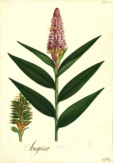 Ilustración botánica de Colonia