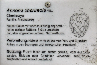 Ilustración botánica de Chirimoya