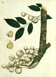 Ilustración botánica de Anona