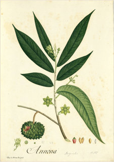 Ilustración de Anón