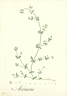 Ilustración botánica de Arenaria lanuginosa