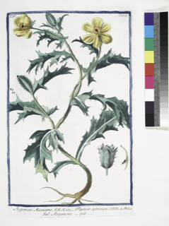 Ilustración botánica de Chicalote