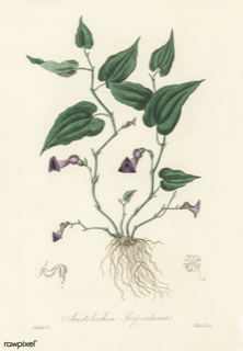 Ilustración botánica de Guaco