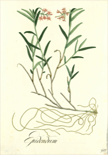 Ilustración botánica de Flor de muerto