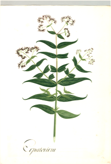 Ilustración botánica de Asclepias syriaca