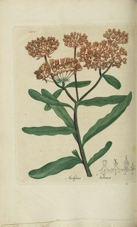 Ilustración botánica de Asclepias tuberosa