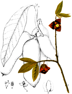 Ilustración botánica de Asimina triloba