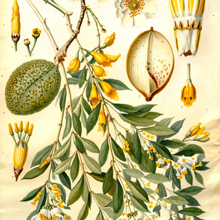 Ilustración de Quebracho blanco