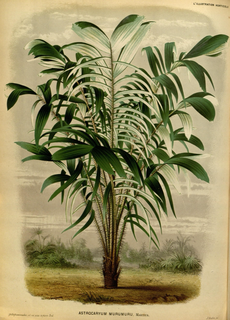 Ilustración de Murumuru