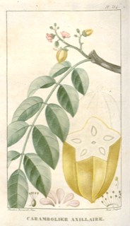 Ilustración de Carambola
