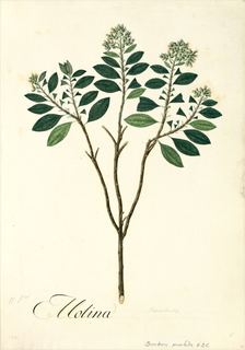 Ilustración de Chilca