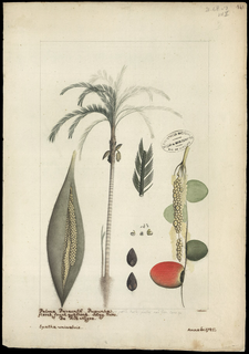 Ilustración botánica de Pejibaye