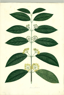 Ilustración botánica de Chagropanga