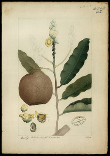 Ilustración botánica de Castaña de Brasil