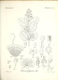 Ilustración botánica de Boldo