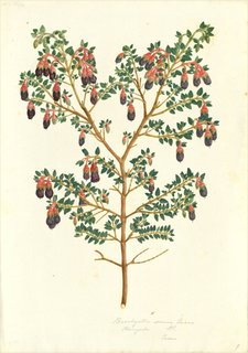 Ilustración botánica de Zapatito del niño