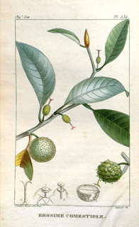 Ilustración botánica de Ramón