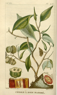 Ilustración botánica de Palo de sangre