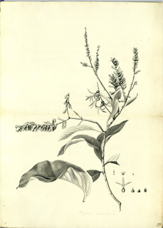 Ilustración botánica de Matico