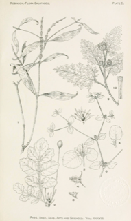 Ilustración botánica de Palo santo