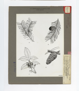 Ilustración botánica de Palo mulato