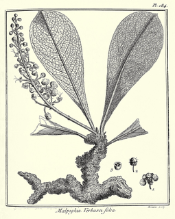 Ilustración botánica de Murici