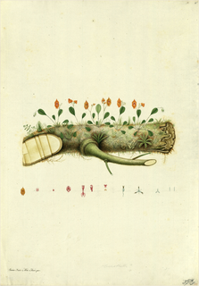 Ilustración botánica de Calceolaria hispida