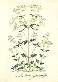 Ilustración botánica de Calceolaria tenella
