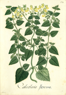 Ilustración botánica de Calceolaria tomentosa