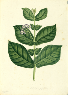 Ilustración botánica de Algodón de seda