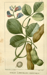 Ilustración botánica de Frijol de playa