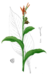 Ilustración de Achira