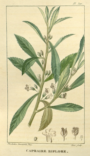 Ilustración de Claudiosa