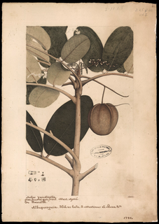 Ilustración botánica de Andiroba