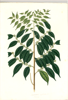 Ilustración botánica de Guaçatonga