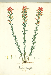 Ilustración botánica de Castilleja fissifolia
