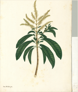 Ilustración botánica de Cedro