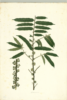 Ilustración botánica de Tornillo