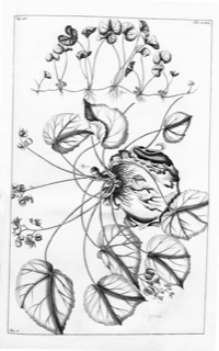 Ilustración botánica de Centella