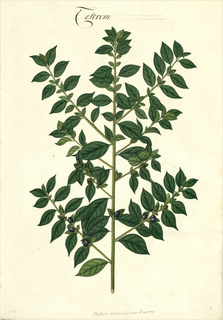 Ilustración botánica de Cestrum auriculatum