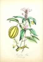 Chelone glabra