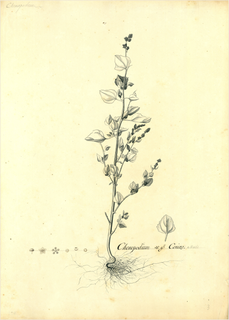 Ilustración botánica de Quelite cenizo