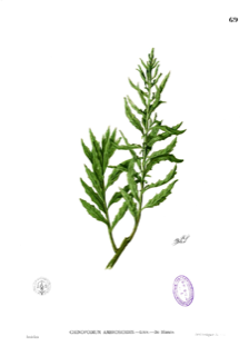 Ilustración de Paico