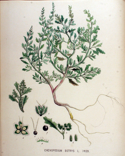 Ilustración botánica de Huauzontle